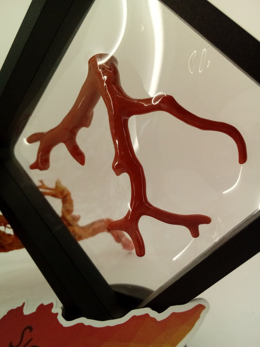 "Tralcio di Corallo Naturale"